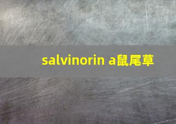 salvinorin a鼠尾草